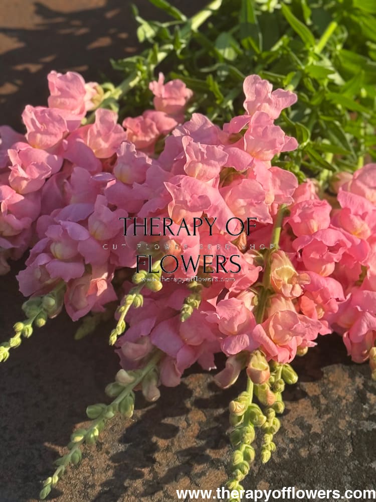 Snapdragon Legend Pink F1 | Group 1 | Antirrhinum majus therapyofflowers.com