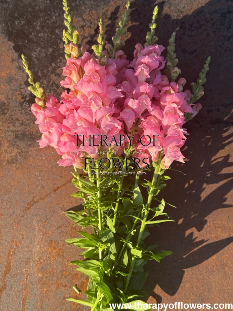 Snapdragon Legend Pink F1 | Group 1 | Antirrhinum majus therapyofflowers.com
