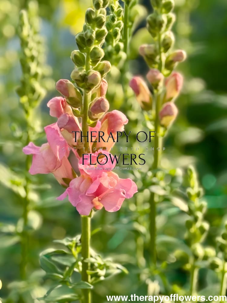 Snapdragon Legend Pink F1 | Group 1 | Antirrhinum majus therapyofflowers.com