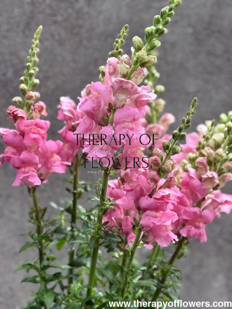 Snapdragon Legend Pink F1 | Group 1 | Antirrhinum majus therapyofflowers.com