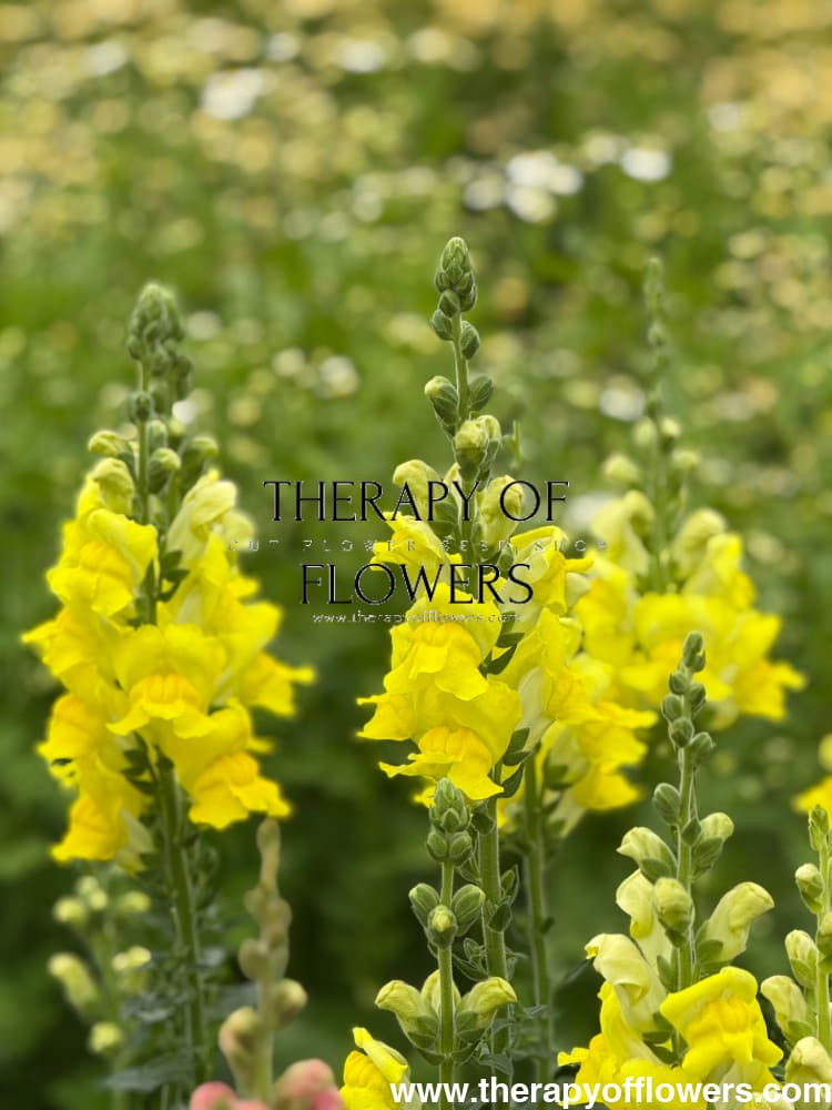 Snapdragon Legend Yellow F1 | Group 1 | Antirrhinum majus therapyofflowers.com
