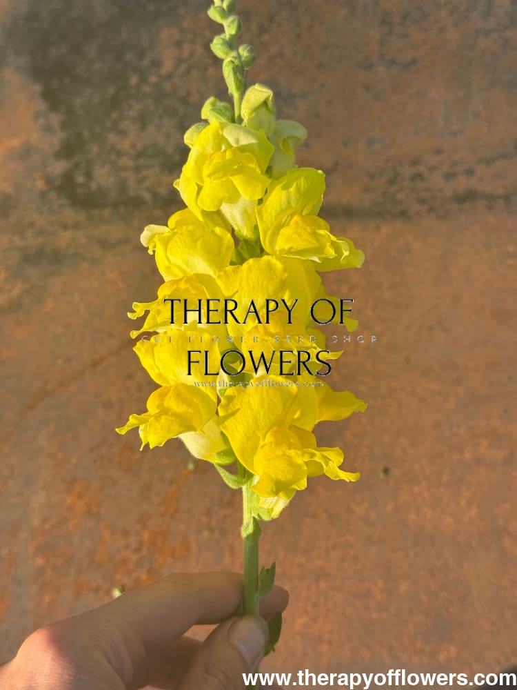 Snapdragon Legend Yellow F1 | Group 1 | Antirrhinum majus therapyofflowers.com