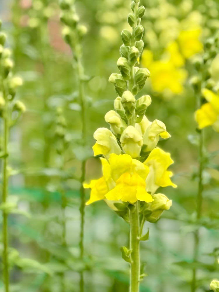 Snapdragon Legend Yellow F1 | Group 1 | Antirrhinum majus therapyofflowers.com