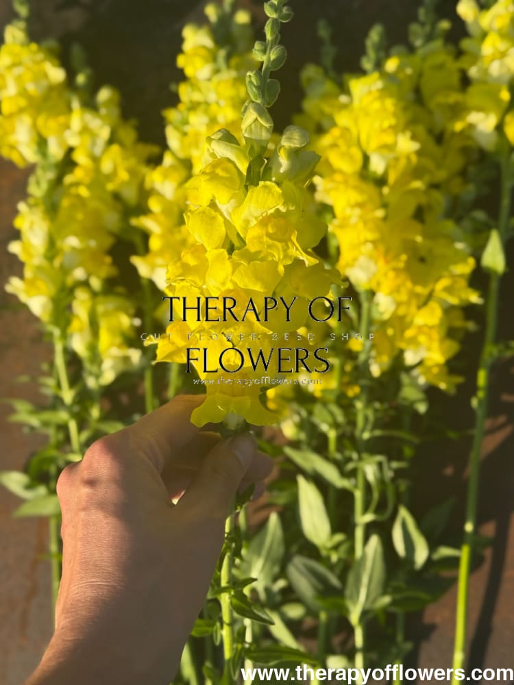 Snapdragon Legend Yellow F1 | Group 1 | Antirrhinum majus therapyofflowers.com