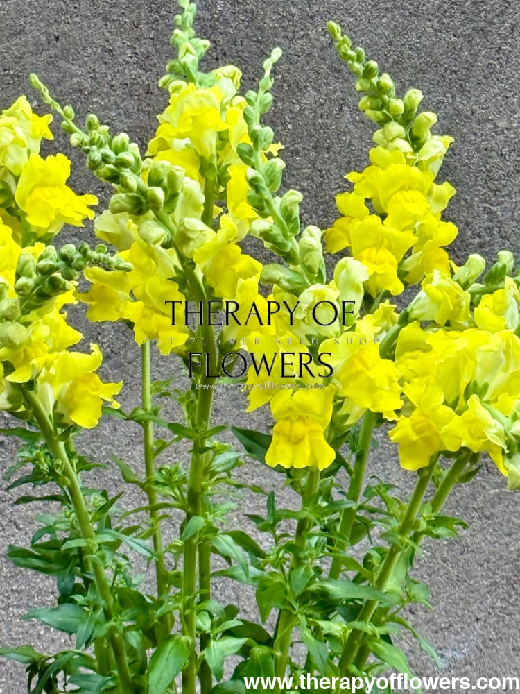 Snapdragon Legend Yellow F1 | Group 1 | Antirrhinum majus therapyofflowers.com