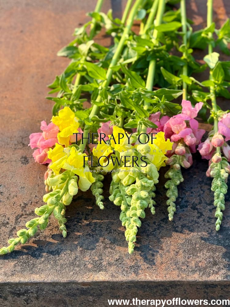 Snapdragon Legend Yellow F1 | Group 1 | Antirrhinum majus therapyofflowers.com
