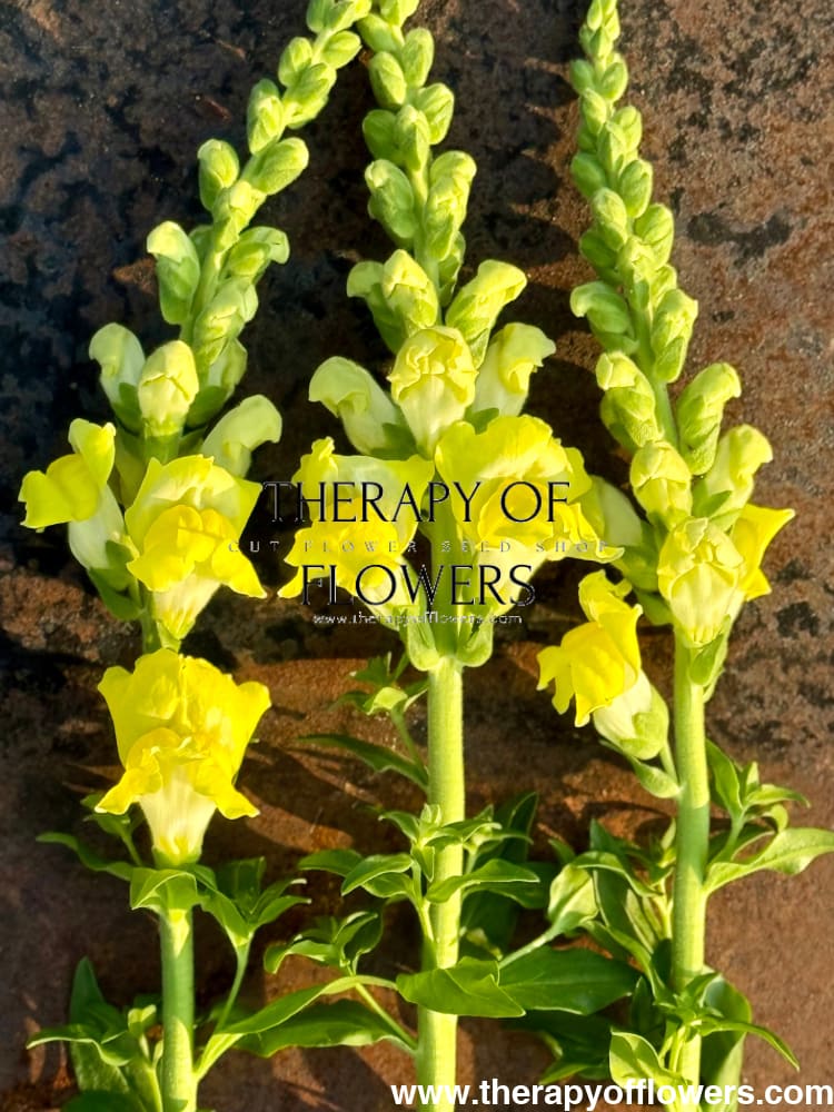 Snapdragon Legend Yellow F1 | Group 1 | Antirrhinum majus therapyofflowers.com