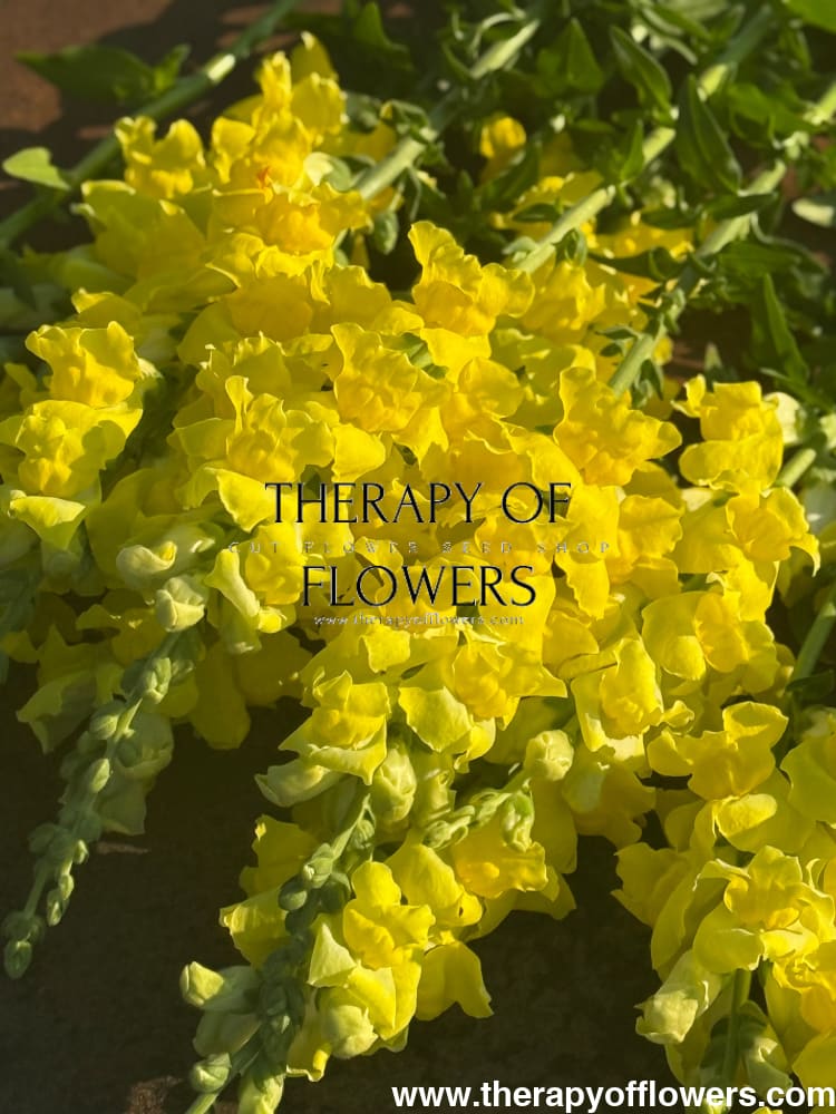 Snapdragon Legend Yellow F1 | Group 1 | Antirrhinum majus therapyofflowers.com