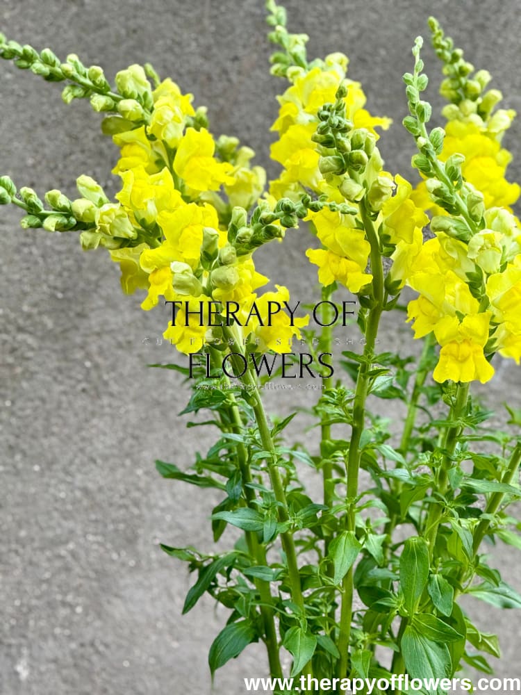 Snapdragon Legend Yellow F1 | Group 1 | Antirrhinum majus therapyofflowers.com