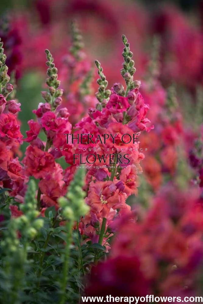 Snapdragon Madame Butterfly Red