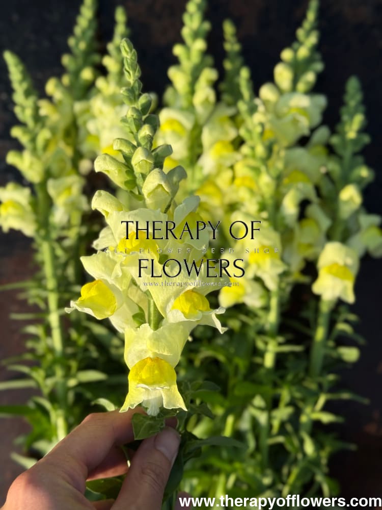 Snapdragon Orleans Early Lemon F1 | Group 3,4 | Antirrhinum majus therapyofflowers.com