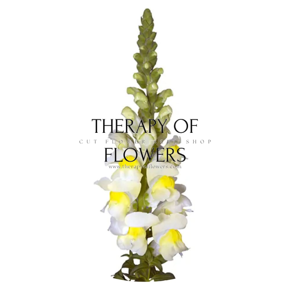 Snapdragon Orleans Early Lemon F1 | Group 3,4 | Antirrhinum majus - Seeds