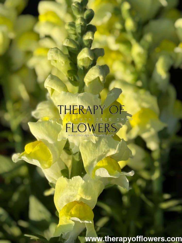 Snapdragon Orleans Early Lemon F1 | Group 3,4 | Antirrhinum majus therapyofflowers.com