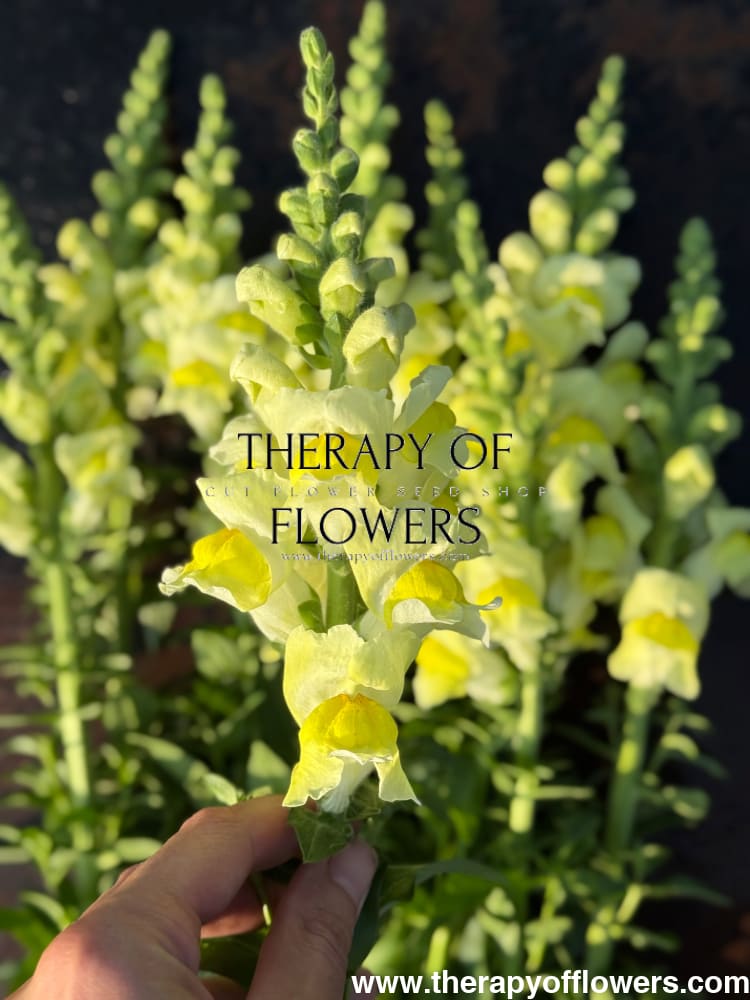 Snapdragon Orleans Early Lemon F1 | Group 3,4 | Antirrhinum majus therapyofflowers.com