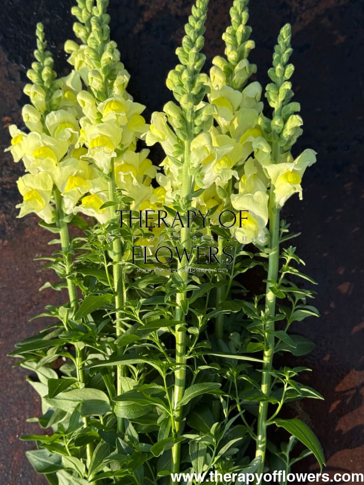 Snapdragon Orleans Early Lemon F1 | Group 3,4 | Antirrhinum majus therapyofflowers.com
