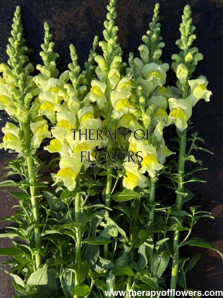 Snapdragon Orleans Early Lemon F1 | Group 3,4 | Antirrhinum majus therapyofflowers.com