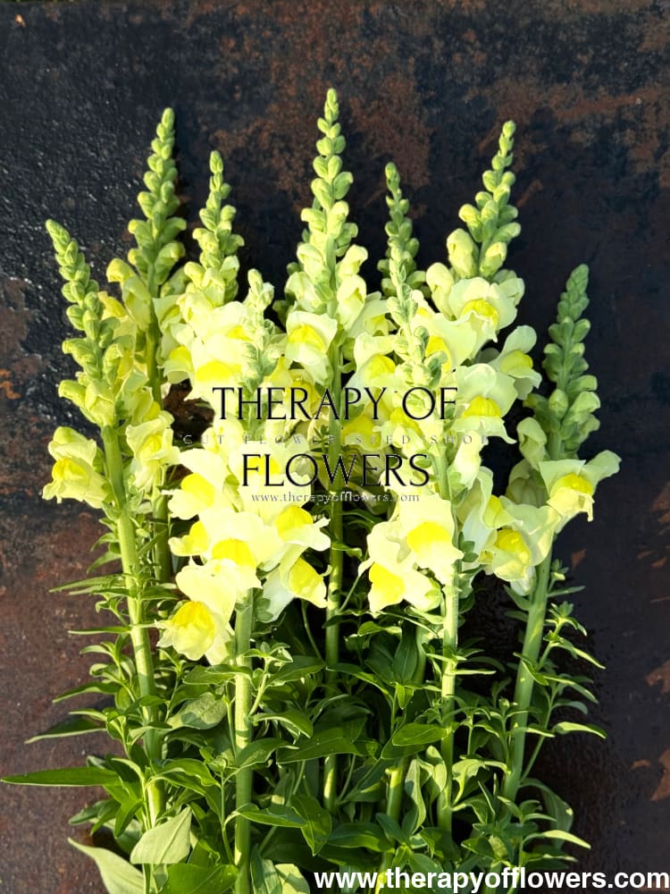 Snapdragon Orleans Early Lemon F1 | Group 3,4 | Antirrhinum majus therapyofflowers.com
