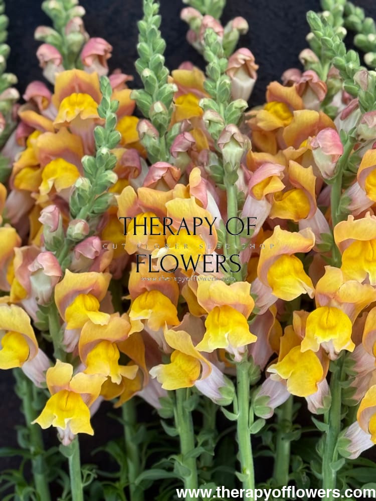 Snapdragon Orleans Light Orange F1 | Group 3,4 | Antirrhinum majus therapyofflowers.com