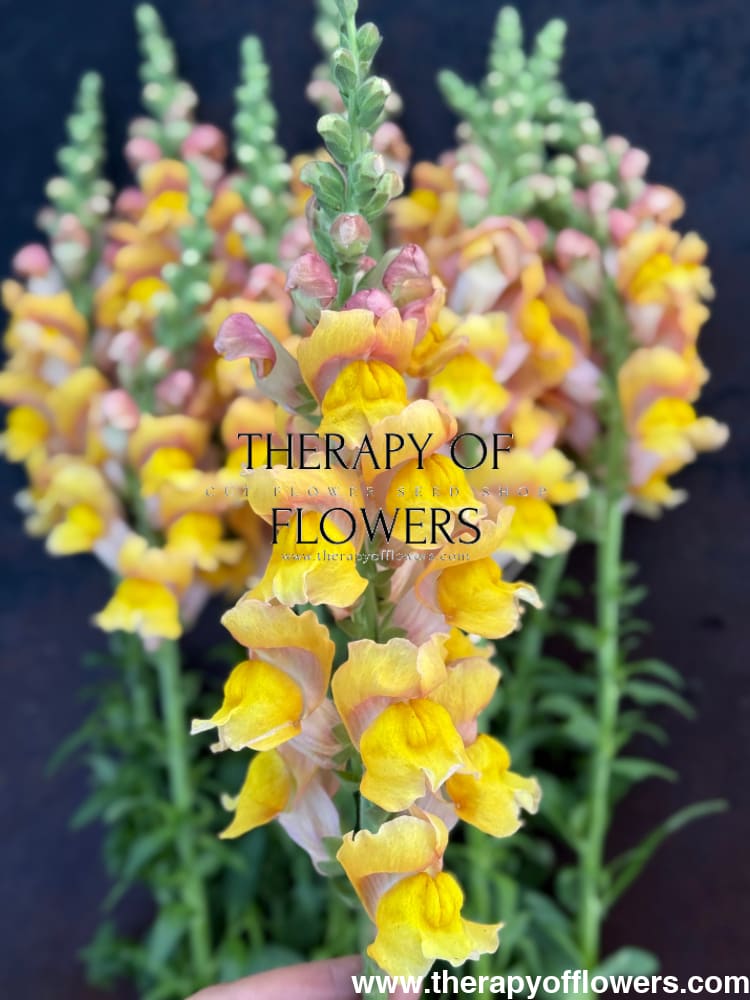 Snapdragon Orleans Light Orange F1 | Group 3,4 | Antirrhinum majus therapyofflowers.com