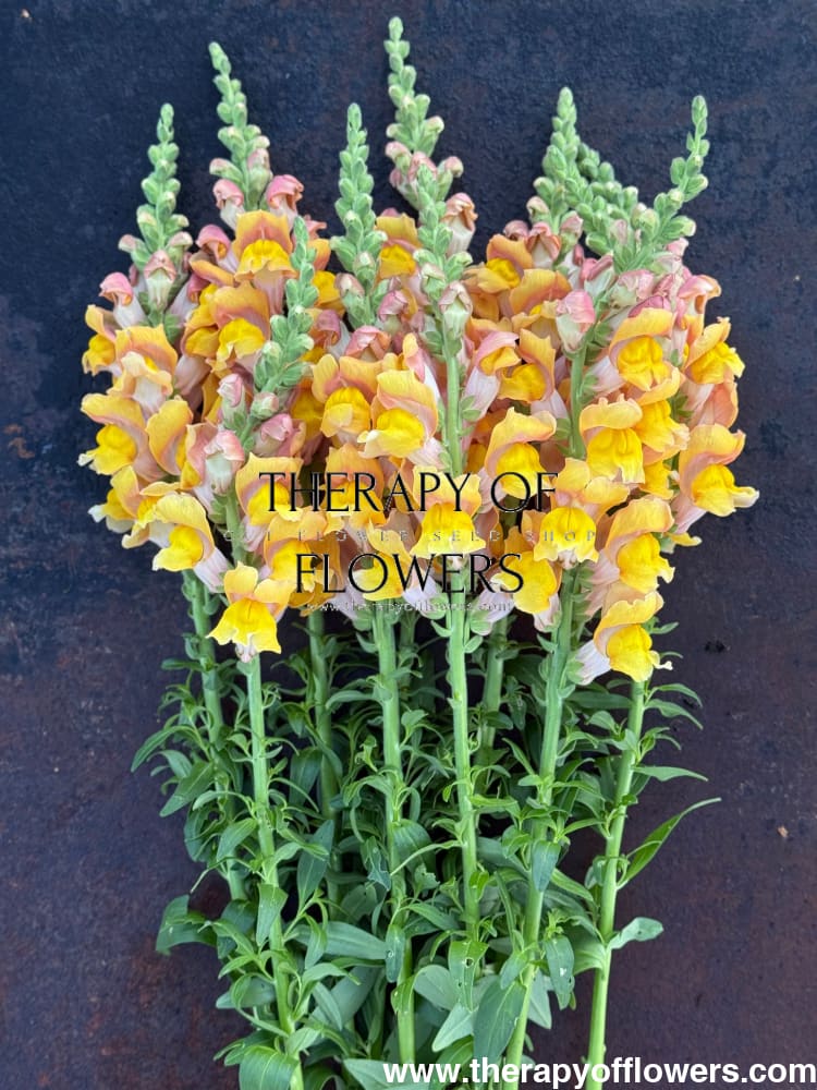 Snapdragon Orleans Light Orange F1 | Group 3,4 | Antirrhinum majus therapyofflowers.com