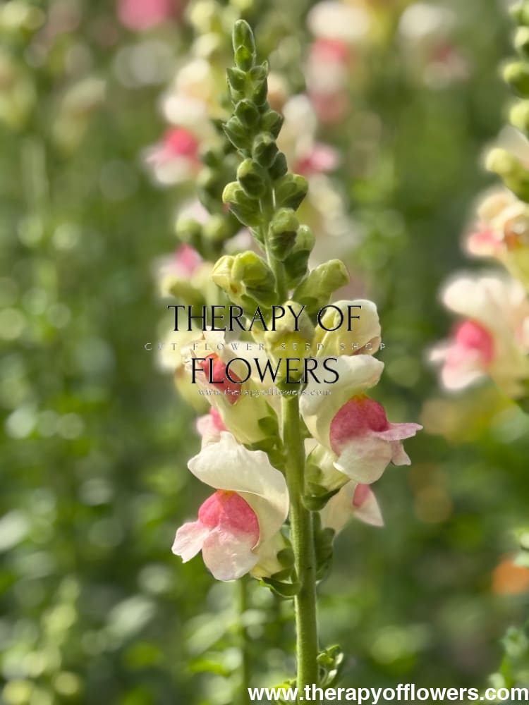 Snapdragon Potomac Appleblossom | Group 3,4 therapyofflowers.com