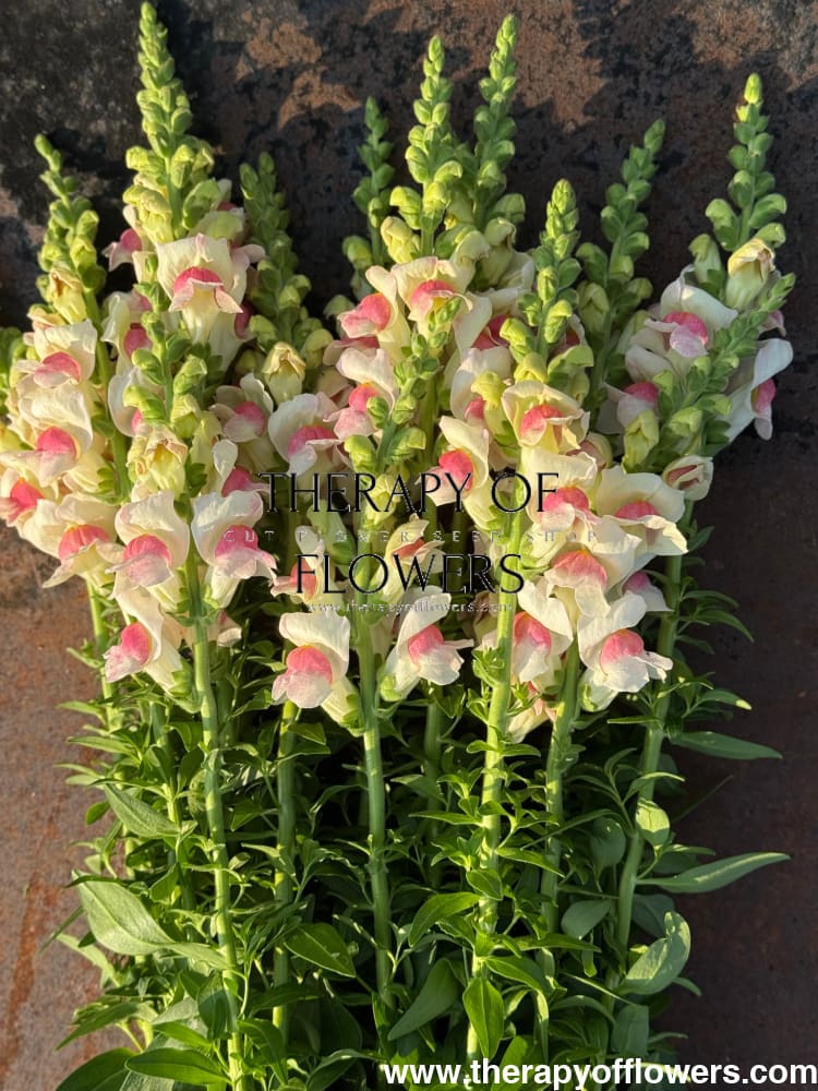 Snapdragon Potomac Appleblossom | Group 3,4 therapyofflowers.com
