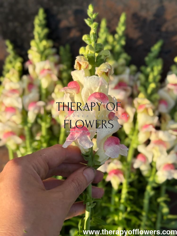 Snapdragon Potomac Appleblossom | Group 3,4 therapyofflowers.com