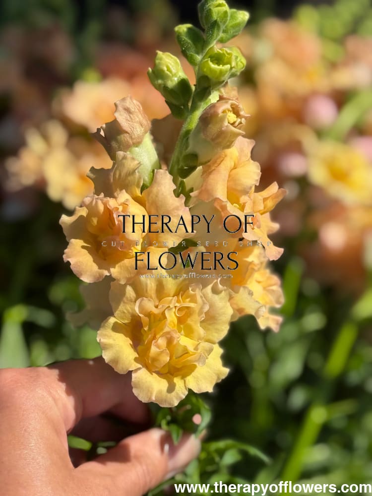 Snapdragon Snapstar Champagne F1 | Group 1,2 | Antirrhinum majus therapyofflowers.com
