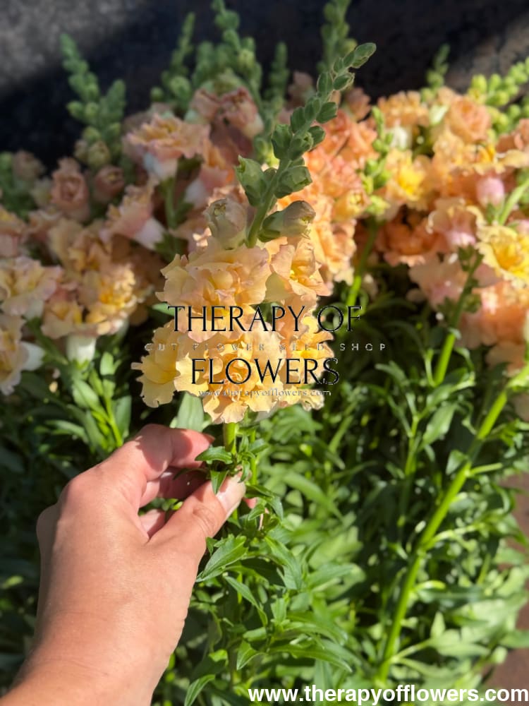 Snapdragon Snapstar Champagne F1 | Group 1,2 | Antirrhinum majus therapyofflowers.com