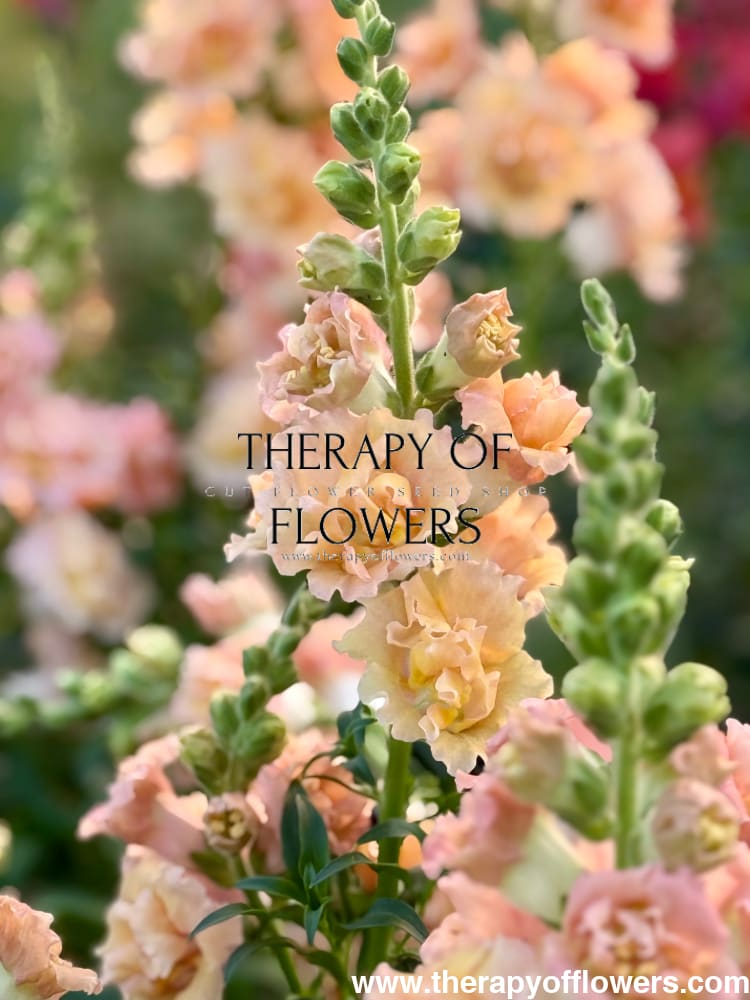 Snapdragon Snapstar Champagne F1 | Group 1,2 | Antirrhinum majus therapyofflowers.com
