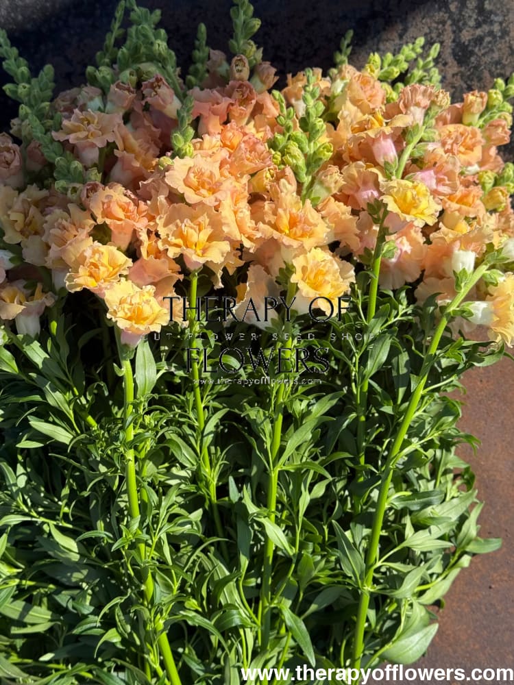 Snapdragon Snapstar Champagne F1 | Group 1,2 | Antirrhinum majus therapyofflowers.com