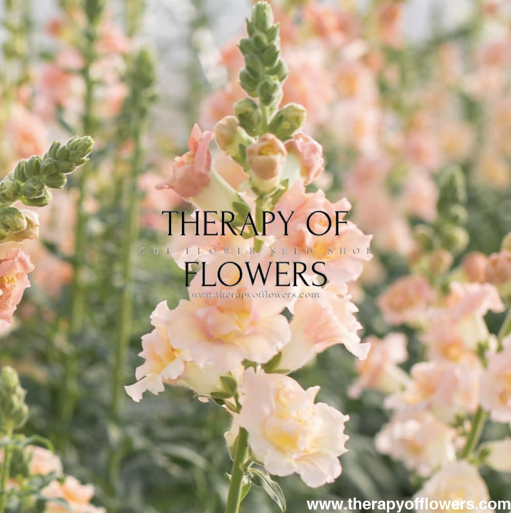 Snapdragon Snapstar Champagne F1 | Group 1,2 | Antirrhinum majus - seeds