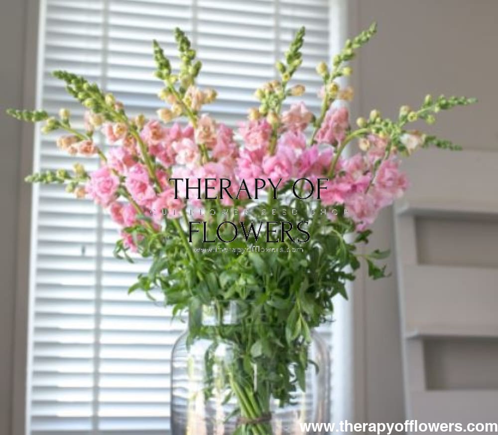 Snapdragon Snapstar Pink F1 | Group 1,2 | Antirrhinum majus therapyofflowers.com