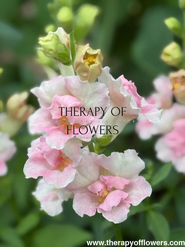 Snapdragon Twinny Double Appleblossom F1 | Antirrhinum majus therapyofflowers.com