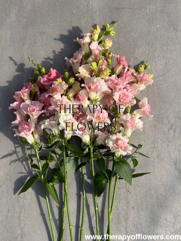 Snapdragon Twinny Double Appleblossom F1 | Antirrhinum majus therapyofflowers.com