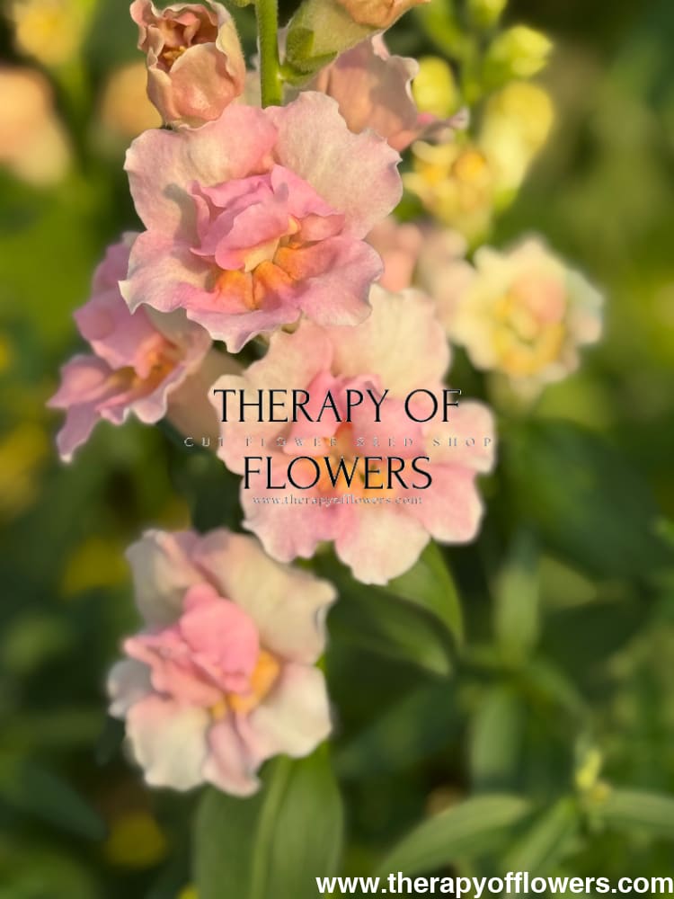 Snapdragon Twinny Double Appleblossom F1 | Antirrhinum majus therapyofflowers.com