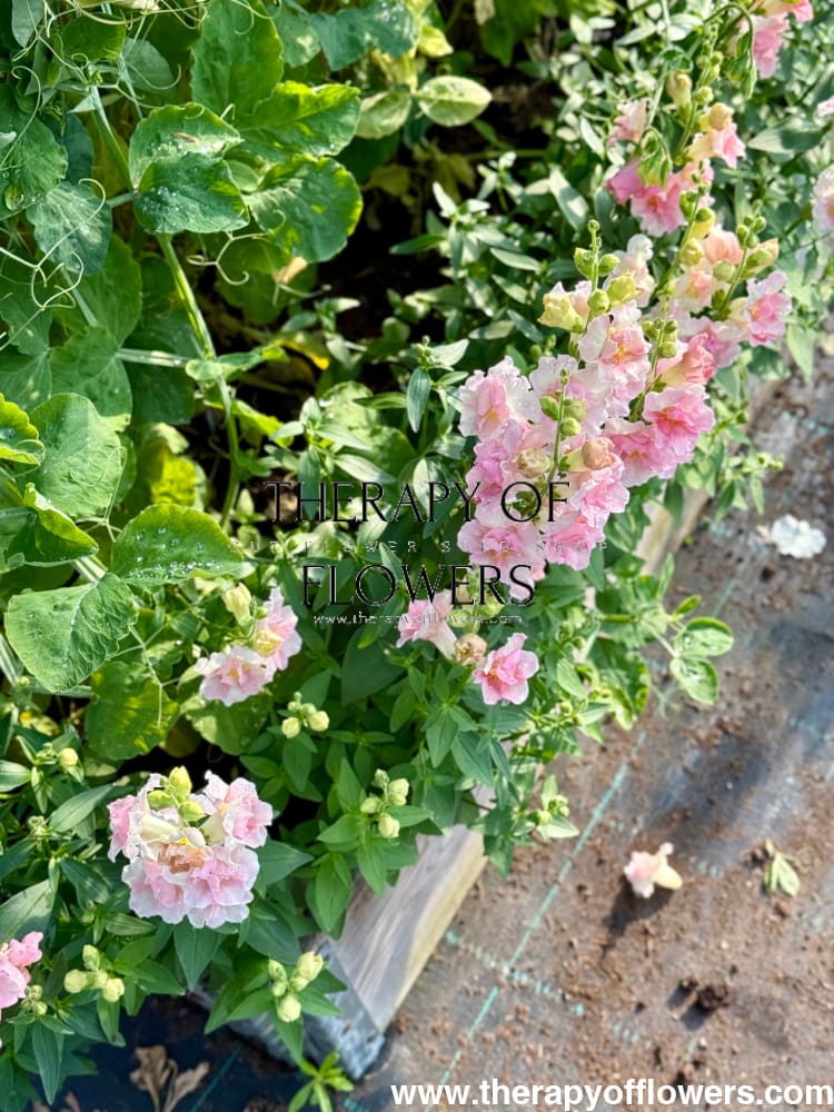 Snapdragon Twinny Double Appleblossom F1 | Antirrhinum majus therapyofflowers.com