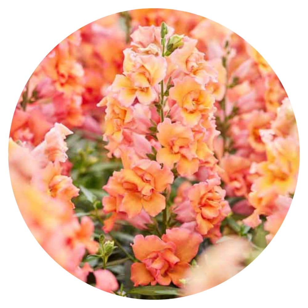 Snapdragon Twinny Double Bronze Shades F1 therapyofflowers.com