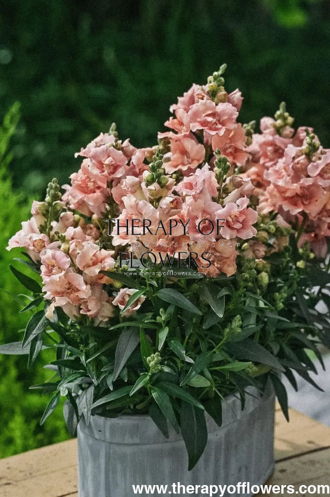 Snapdragon Twinny Double Flowered Peach.