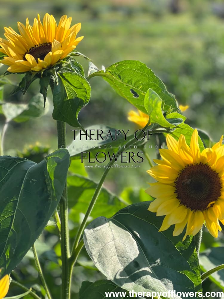 Sunflower ProCut Peach F1