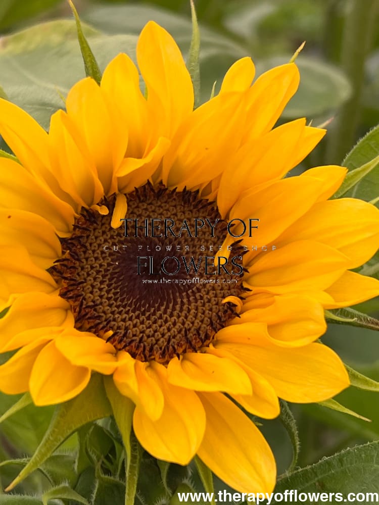 Sunflower ProCut® Peach F1 | Helianthus annuus therapyofflowers.com