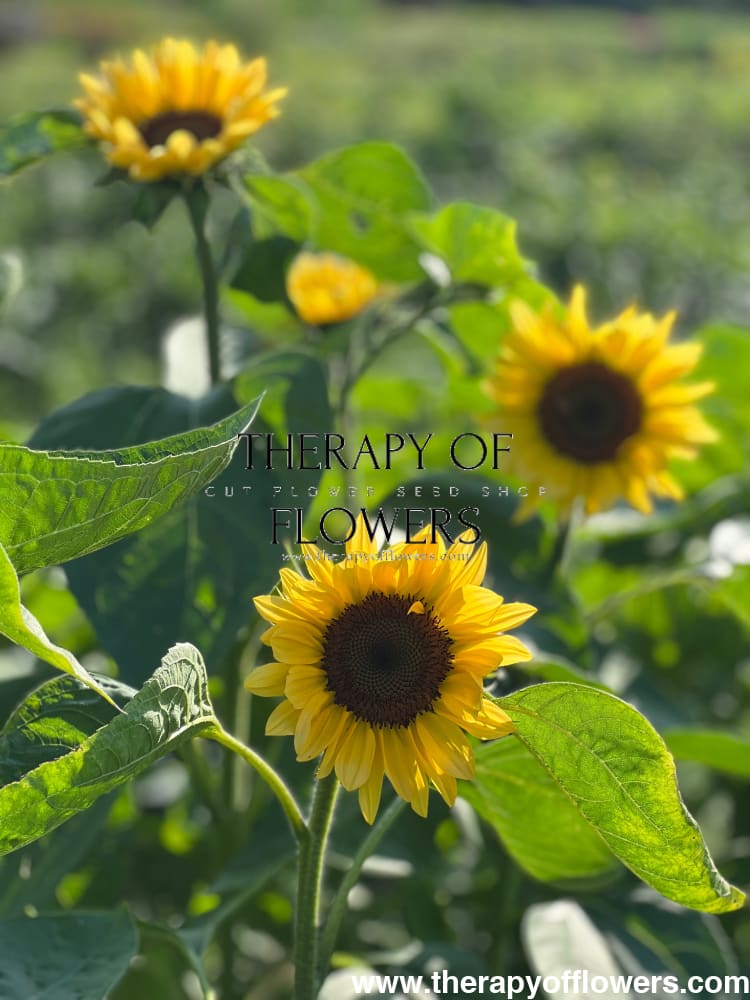 Sunflower ProCut® Peach F1 | Helianthus annuus therapyofflowers.com