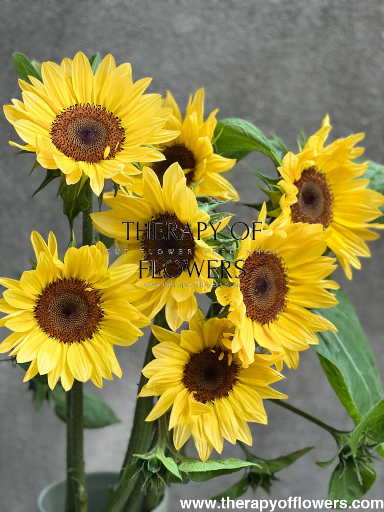 Sunflower ProCut® Peach