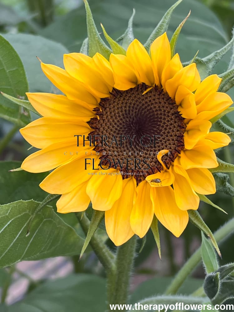Sunflower ProCut Peach