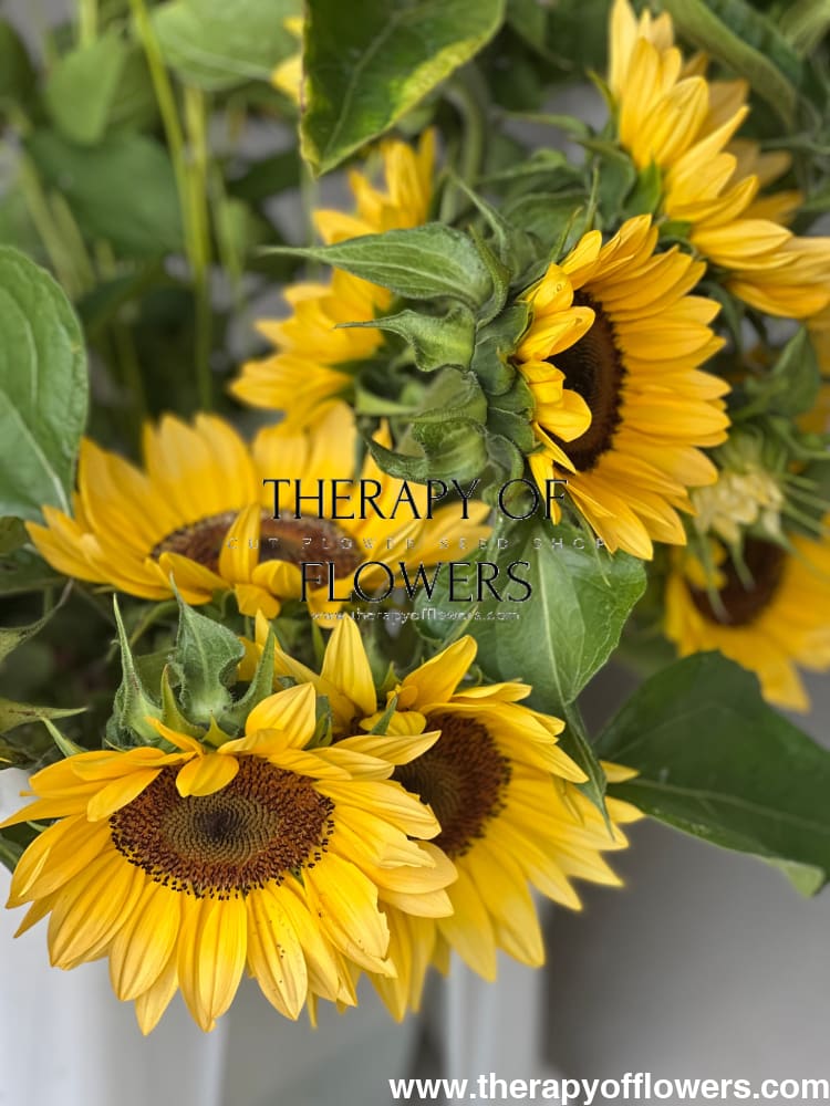 Sunflower ProCut® Peach F1 | Helianthus annuus therapyofflowers.com