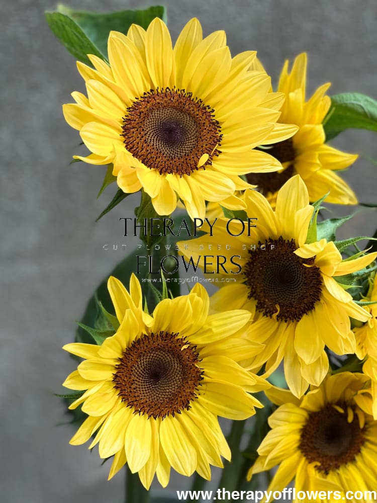 Sunflower ProCut® Peach F1