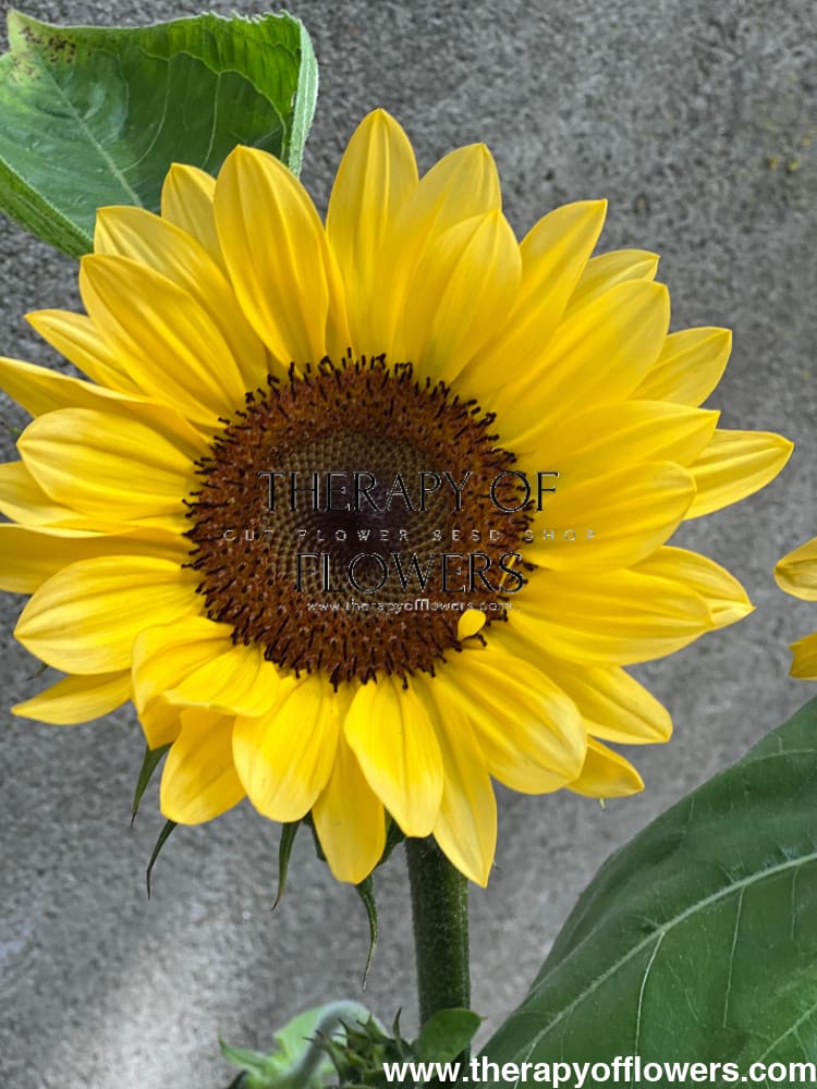 Sunflower ProCut® Peach F1 | Helianthus annuus therapyofflowers.com