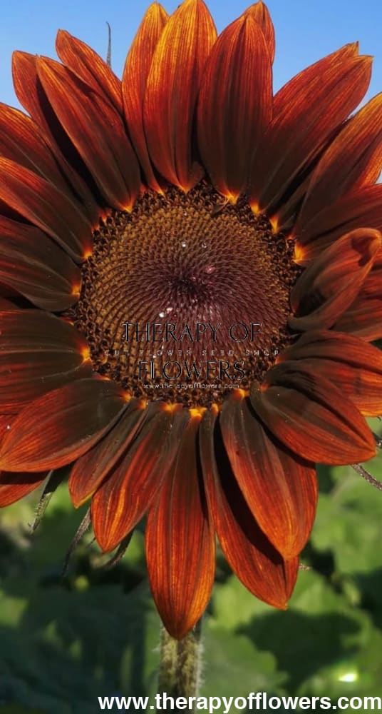 Sunflower ProCut® Red F1 | Helianthus annuus therapyofflowers.com