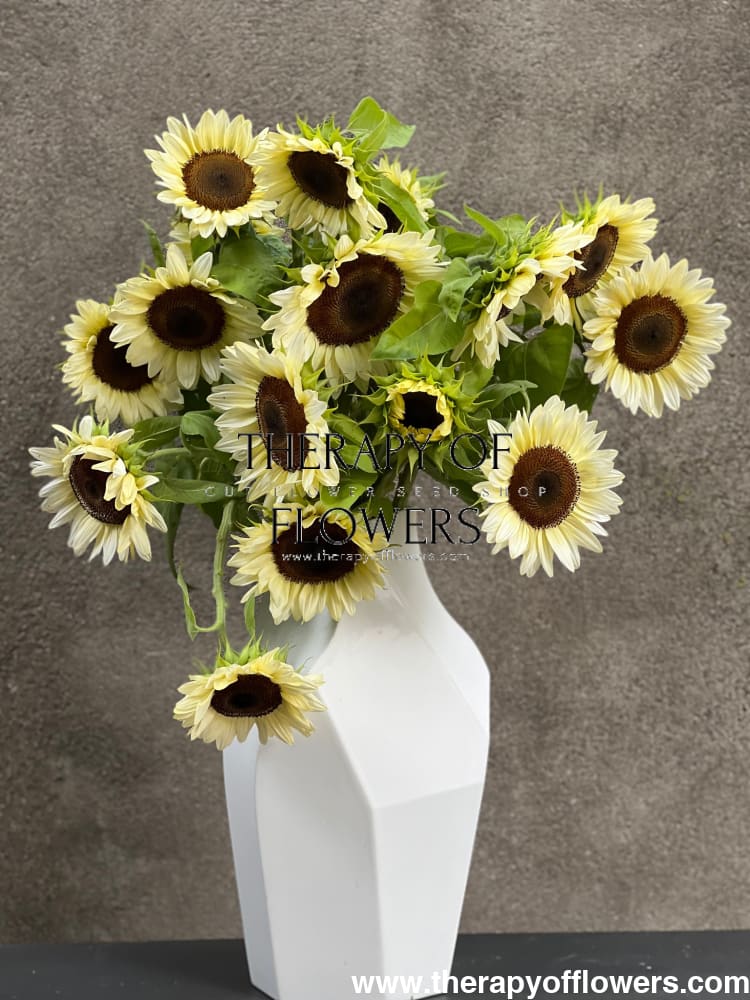 Sunflower ProCut® White Nite F1 | Helianthus annuus therapyofflowers.com