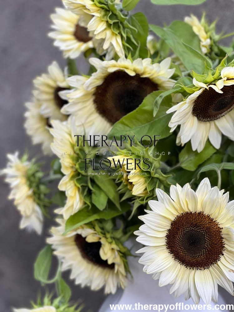 Sunflower ProCut® White Nite F1 | Helianthus annuus therapyofflowers.com